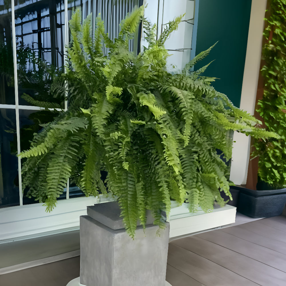 UV Resistant Artificial Boston Fern